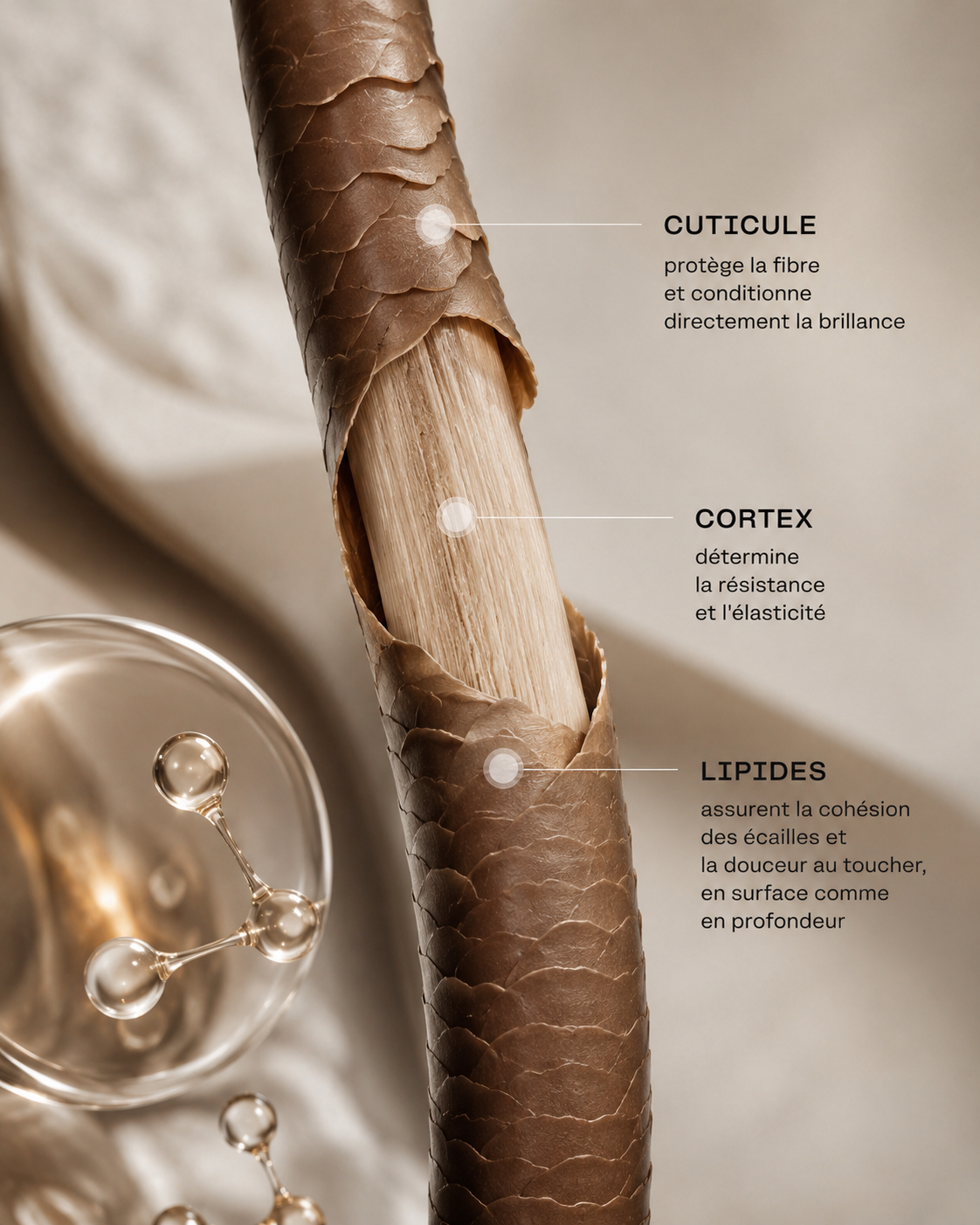 Structure du cheveu : cuticule, cortex, lipides